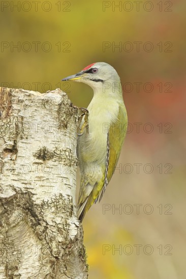 Grey-headed woodpecker (Picus canus), male sitting on a tree stump at the edge of the forest, Hebstwald, Wildlife, woodpeckers, birds, nature photography, Wilnsdorf, North Rhine-Westphalia, Germany