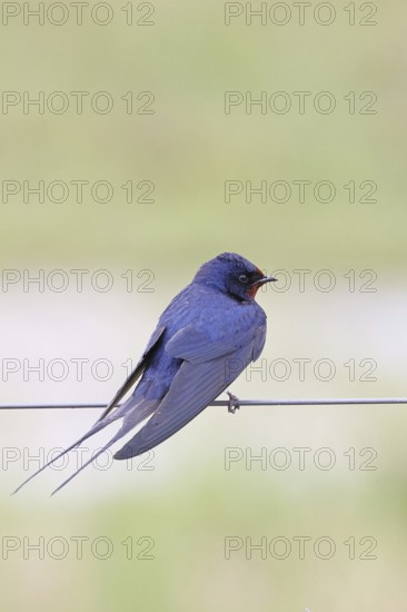 Barn Swallow (Hirundo rustica) sitting on a pasture fence, wildlife, animals, birds, swallows, migratory bird, Ochsenmoor, Dümmer See nature park Park, Hüde, Lower Saxony, Germany