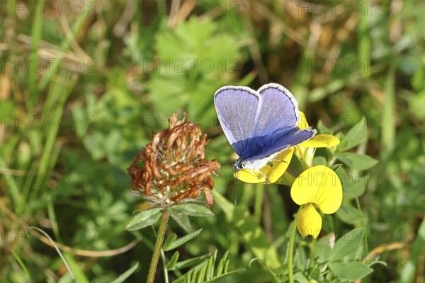 Blue butterfly (Polyommatus icarus), Common blue, male on a flower of the Bird's-foot Trefoil (Lotus corniculatus), in a meadow, upper wing, butterfly (diurnal butterfly) of the family Lycaenidae, occurrence in Europe, North Africa and Asia, wildlife, Wilnsdorf, North Rhine-Westphalia, Germany