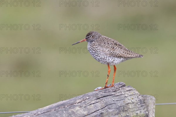 Redshank (Tringa totanus) standing on a pasture fence post, snipe bird, spring, wildlife, Hüde, Ochsenmoor, Dümmer See, Hüde, Lower Saxony, Germany