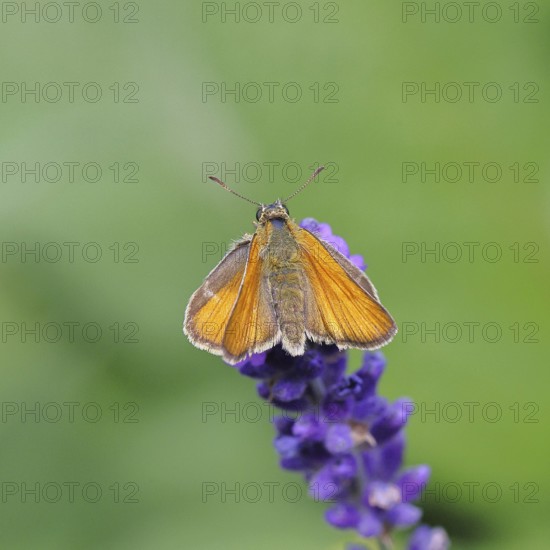 Large skipper (Ochlodes venatus), collecting nectar from a flower of Common lavender (Lavandula angustifolia), close-up, macro photograph, Wilnsdorf, North Rhine-Westphalia, Germany