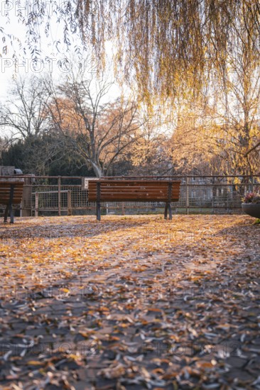 Park benches in an area covered with autumn leaves, Stadtgarten Pforzheim, Germany