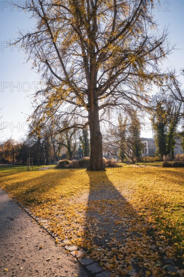Autumn tree casts long shadow on a path covered with leaves in the park, Stadtgarten Pforzheim, Germany