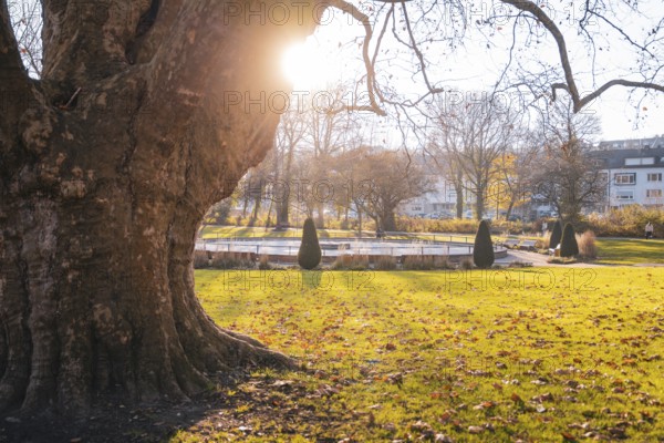 Large tree with sunlight on a green park area in autumn, Stadtgarten Pforzheim, Germany