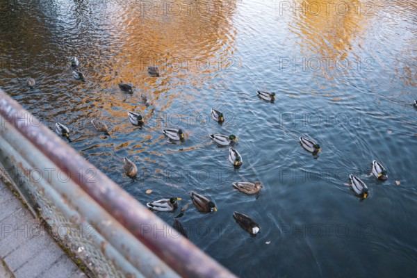 Ducks swimming in a river with water reflected by autumn colors, Stadtgarten Pforzheim, Germany
