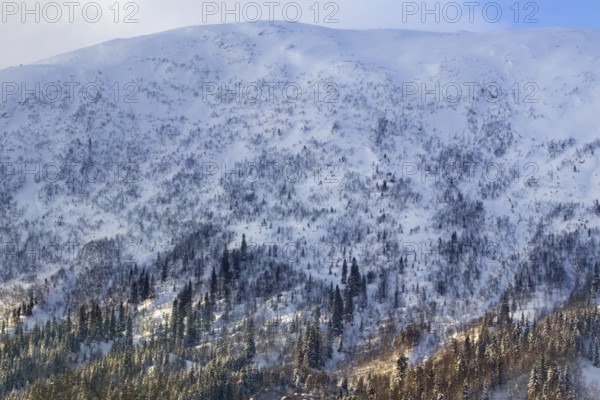 Snowy mountain with trees and clear sky in the background, wintry Norway