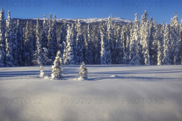 Snowy forest with fir trees under blue sky Norway