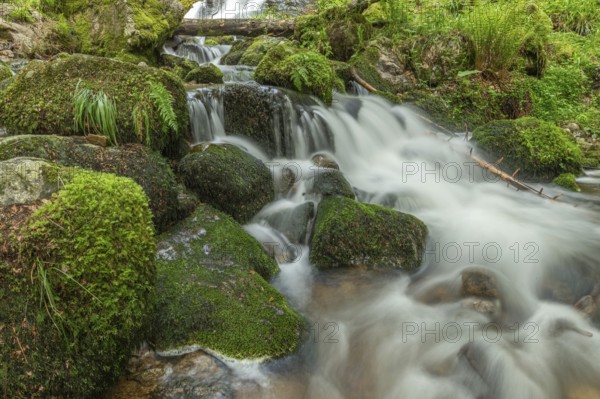 Water in a stream flows across moss-covered rocks. The scene is set in the forest in spring, with soft light streaming through the trees. Vosges, France