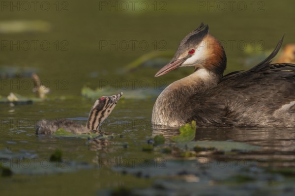 Great Crested Grebe (Podiceps scalloped ribbonfish) swims with young chicks near aquatic plants. They move slowly through the clear water looking for food