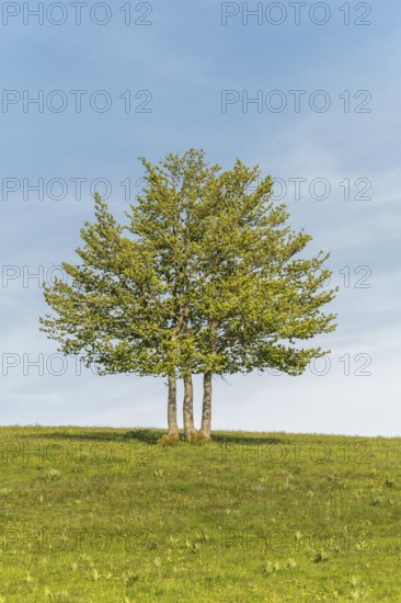 Isolated trees on the top of the Vosges mountains. france