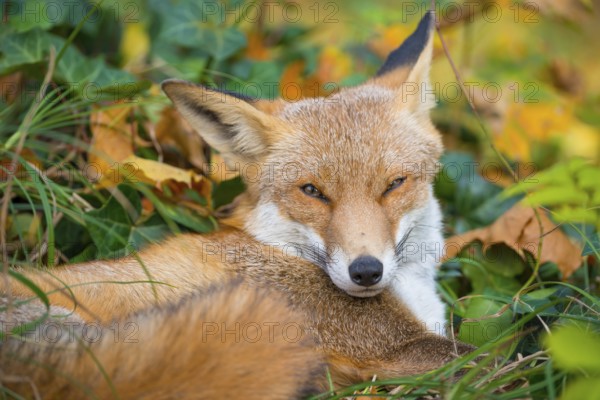 Red fox (Vulpes vulpes) lies between grass and autumn leaves and looks attentively, but relaxed, into the camera, eyes, gaze, forest, forest animal, predator, animal, animals in the city, urban fox, fluffy, fur, fox red, fox fur, camouflage, camouflaged, camouflage colouring, cute, peaceful, curious, curiosity, fox tail, symbolic image for taking a break, relaxation, autumnal, habitat, ecological niche, species protection, stepping stone, stepping stone biotope, biotope, coexistence, territory, cemetery, Kreuzberg, Berlin, Germany