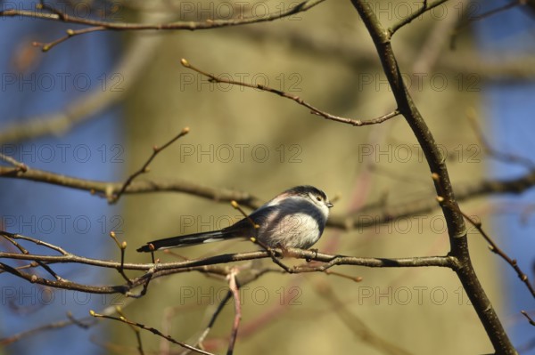 Long-tailed Tit, (Aegithalos caudatus) in winter in a lime tree, Schleswig-Holstein, Germany
