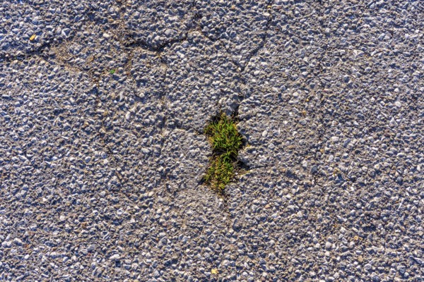 Grass grows in a gap in the asphalt surface, soil, with many, small cracks, roadway, parking lot