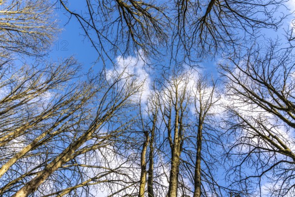 Treetops, bare trees, branches, blue sky, winter North Rhine-Westphalia, Germany