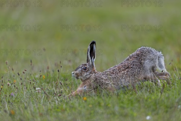 Anyone observing the behaviour of brown hares (Lepus europaeus) will notice recurring patterns of behaviour: after eating, they often stand on their haunches and stretch their bodies, Germany