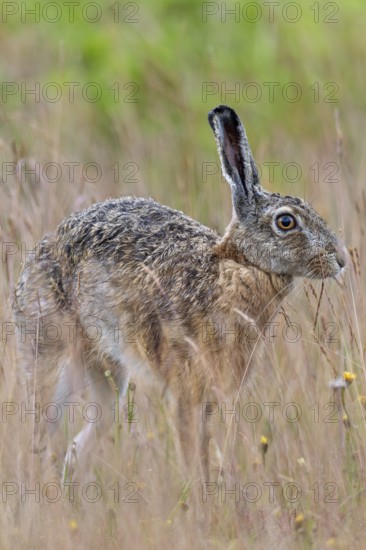 Brown hares (Lepus europaeus) often take breaks to stretch while foraging, Germany