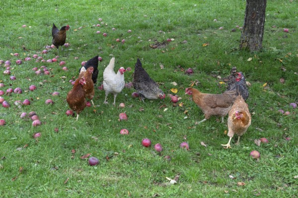 Chickens (Gallus gallus domesticus) in a meadow with fallen apples (Malus), Morschreuth, Upper Franconia, Bavaria, Germany