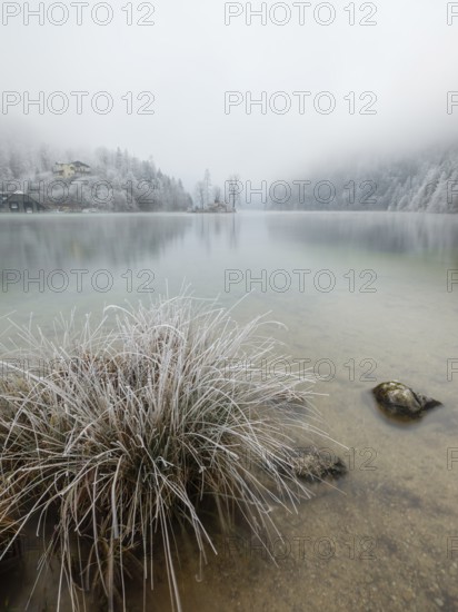 View across Königssee to boathouses, Christlieger island and frozen trees in fog, Schönau am Königssee, Berchtesgadener Land, Upper Bavaria, Bavaria, Germany