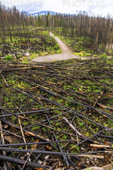 New green grass and plants thriving among charred tree remains in a burned forest highlight nature's resilience after a wildfire near a hiking trail in jasper national park, alberta
