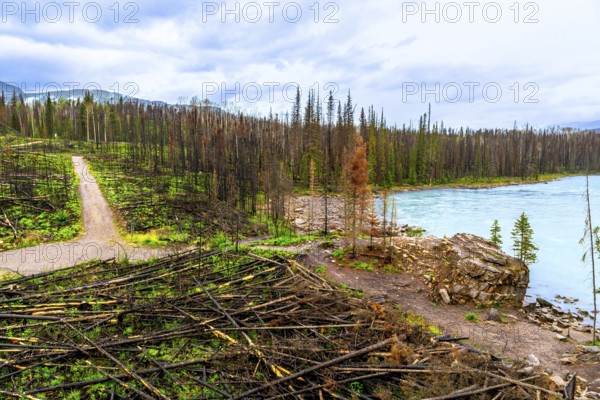 Athabasca falls in jasper national park, alberta, canada, reveals the aftermath of a forest fire with burnt trees and debris contrasting against the turquoise river and vibrant regrowth