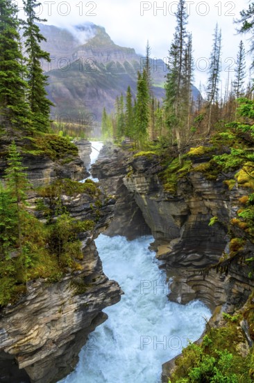 Powerful athabasca falls cascades through a narrow gorge carved into the rock, surrounded by lush green pine trees and mist rising from the churning water in jasper national park, alberta, canada