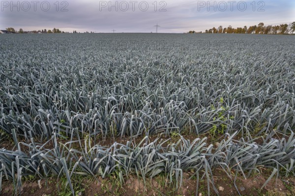 Leek cultivation (Allium ampeloprasum) in Knoblauchsland, vegetable growing area, Nuremberg, Middle Franconia, Bavaria, Germany