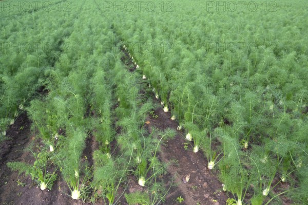 Fennel cultivation (Foeniculum vulgare) in Knoblauchsland, vegetable growing area, Nuremberg, Middle Franconia, Bavaria, Germany