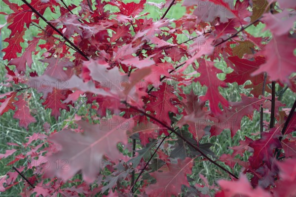Leaves of the red oak, (Prunus domestica subsp. domestica), Bavaria, Germany
