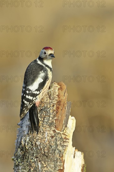 Middle spotted woodpecker (Dendrocopos medius), foraging on dead wood of a common birch (Betula pendula), wildlife, woodpeckers, nature photography, autumn, Wilnsdorf, North Rhine-Westphalia, Germany