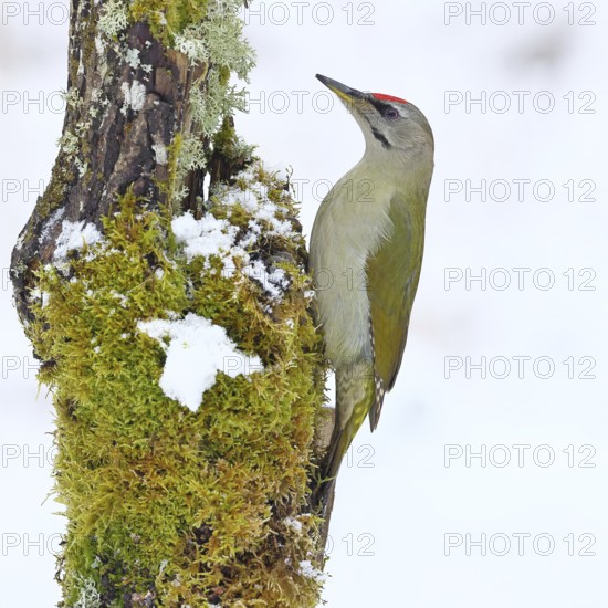 Grey-headed woodpecker (Picus canus), male sitting on a dead wood covered with moss and lichen in winter, Wildlife, Woodpeckers, Birds, Nature photography, Wilnsdorf, North Rhine-Westphalia, Germany