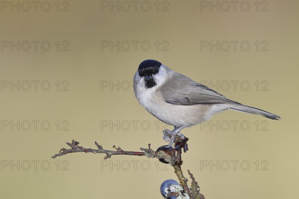 Marsh tit, (Parus palustris), sitting on a branch in a blackthorn bush, (Prunus spinosa), sloes, with ripe fruit, autumn, wildlife, animals, tit family, songbird, birds, Wilnsdorf, North Rhine-Westphalia, Germany