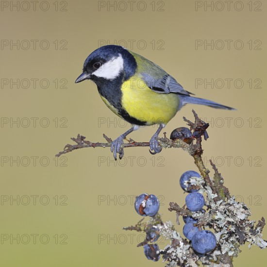Great tit (Parus major), sitting on a branch in a blackthorn bush, (Prunus spinosa), sloes, with ripe fruit, autumn, wildlife, animals, tit family, songbird, birds, Wilnsdorf, North Rhine-Westphalia, Germany