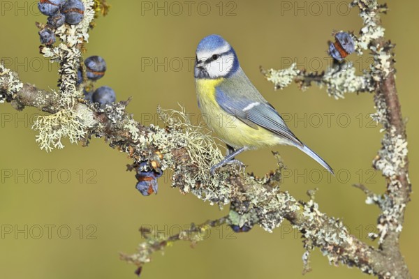 Blue tit (Parus caeruleus), sitting on a branch in a blackthorn bush, (Prunus spinosa), sloes, with ripe fruit, autumn, wildlife, animals, tit family, songbird, birds, Wilnsdorf, North Rhine-Westphalia, Germany