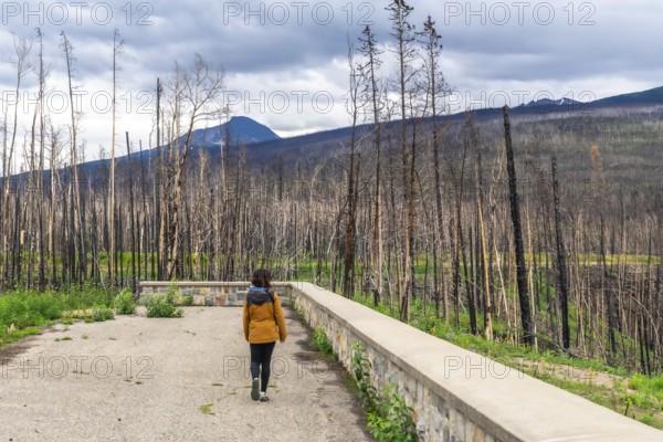 Tourist walking along a viewpoint overlooking a burnt forest in maligne canyon, jasper national park, with mountains and a cloudy sky, highlighting wildfire's environmental impact