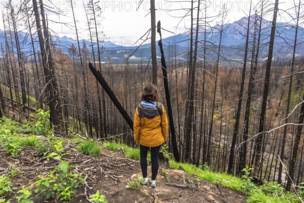 Hiker observes a burned forest with new vegetation growing, showing resilience and regrowth after a wildfire in jasper national park, with the imposing rocky mountains in the background