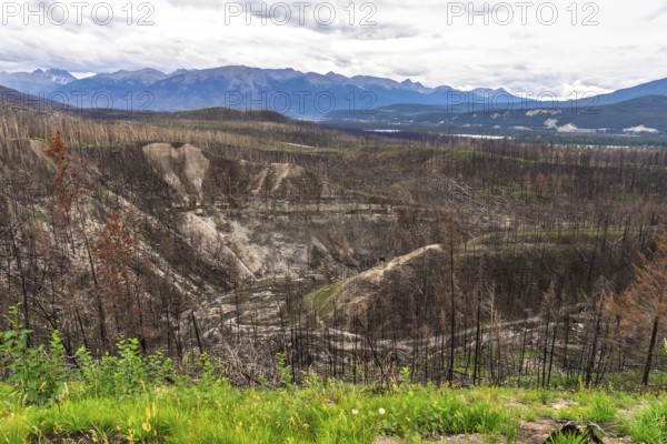 Devastating effects of a wildfire leaving burned trees and scorched earth in maligne canyon, jasper national park, alberta, with new green growth symbolizing resilience