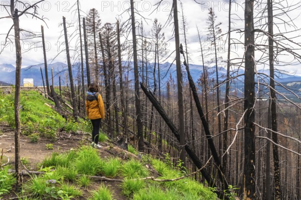 Hiker observing the aftermath of a wildfire in jasper national park, witnessing charred trees and new growth against majestic mountains, illustrates nature's cycle of destruction and renewal