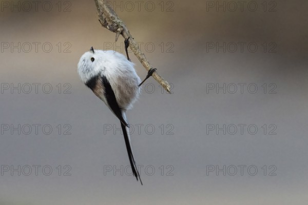 A long-tailed tit (Aegithalos caudatus) hangs upside down on a branch, elegant and concentrated, Hesse, Germany