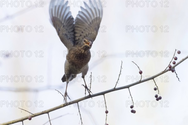 A female blackbird (Turdus merula) with a berry in her beak spreads her wings and flies away from a branch with berries, Hesse, Germany