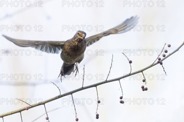 A female blackbird (Turdus merula) with a berry in her beak flies over a branch with berries, her wings spread wide, Hesse, Germany