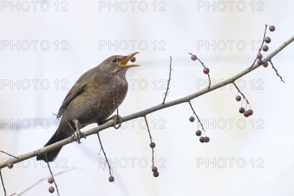 A female blackbird (Turdus merula) looking for food picks a berry from a branch in autumnal surroundings, Hesse, Germany