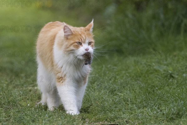 An orange and white cat (Felis catus) in a meadow carrying a mouse in its mouth. Hunting instinct in nature, Hesse, Germany
