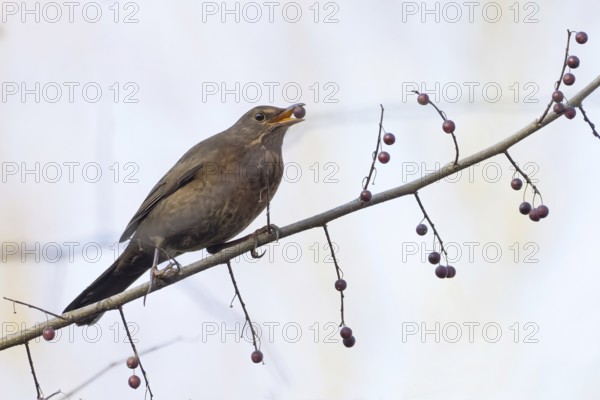 A female blackbird (Turdus merula) with a berry in her beak sitting on a branch in autumnal surroundings, Hesse, Germany