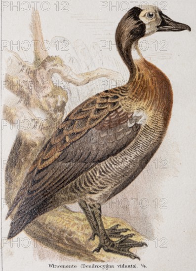 Widow whistling duck (Dendrocygna viduata), also widow whistling duck, widow duck, barnacle duck or barnacle whistling goose, water bird, waterfowl, subfamily of the whistling geese, colour lithograph of a duck with brown and grey plumage in nature, standing on a branch, habitat, natural, detailed representation, lithograph, work of art, old illustration, drawing, historical colour illustration from Meyers Konversationslexikon, 4th edition, 1889-1890. Edition, 1889-1890