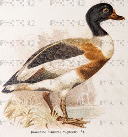 Shelduck (Tadorna tadorna) or shelduck, duck bird, subfamily of the half geese (Tadorninae), colour lithograph of a duck with plumage in black, white and brown in front of a natural scenery, bank, water, lake, pond, waterfowl, ducks, geese, coloured, paint, painting, detailed illustration, lithograph, work of art, old illustration, drawing, historical colour illustration from Meyers Konversationslexikon, 4th edition, 1889-1890