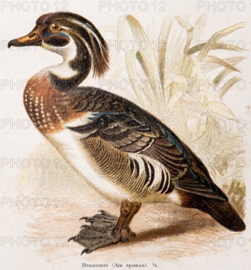 Bream duck (Aix sponsa), exotic duck with colourful plumage in brown, black, white and blue-green, natural scenery with plants, water bird, waterfowl, colour lithograph of a duck in nature, habitat, natural, detailed representation, lithograph, work of art, old illustration, drawing, historical colour illustration from Meyers Konversationslexikon, 4th edition, 1889-1890