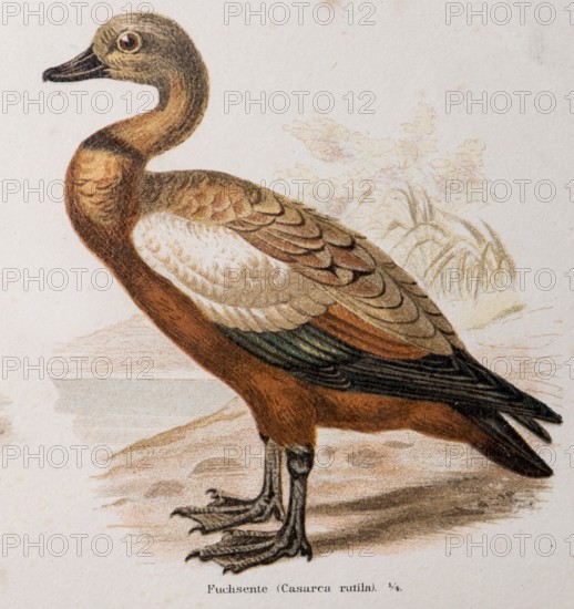 Ruddy shelduck (Tadorna ferruginea), formerly fox duck (Casarca rutila), colour lithograph of a brown duck with exotic plumage against a natural backdrop, water bird, waterfowl, nature, shore, water body, lake, pond, reed, habitat, natural, detailed illustration, lithograph, work of art, old illustration, drawing, historical colour illustration from Meyers Konversationslexikon, 4th edition, 1889-1890