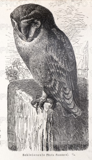 Common barn owl (Tyto alba) sitting on a wall stone and looking down, calm depiction of an owl in black and white, mysterious background with building, lithograph, artwork, old illustration, drawing, historical black and white illustration from Meyers Konversationslexikon, 4th edition, 1889-1890