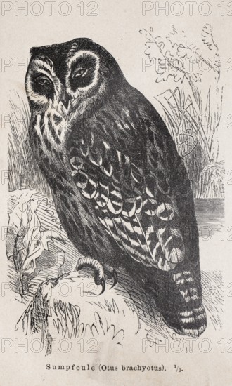 Short-eared owl (Asio flammeus), formerly swamp owl, (Otus brachyotus), sitting on a stone on the shore, body of water, lake, pond with reeds in the background, detailed black and white owl illustration in front of dense vegetation, lithograph, artwork, old illustration, drawing, historical black and white illustration from Meyers Konversationslexikon, 4th edition, 1889-1890