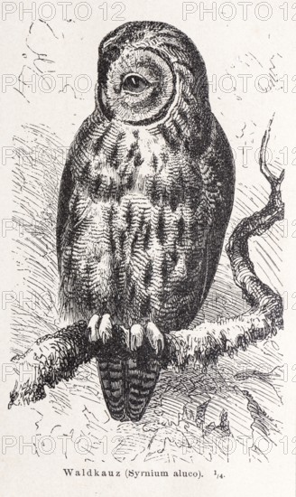 Tawny owl (Strix aluco) sitting on a lichen-covered branch, mystical illustration of an owl on a black and white, natural backdrop, forest, trees, lithograph, artwork, old illustration, drawing, historical black and white illustration from Meyers Konversationslexikon, 4th edition, 1889-1890